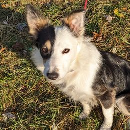 Coconut, girl - Border Collie puppy from White Sage Kennel