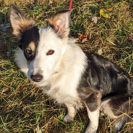 Coconut, girl - Border Collie puppy from White Sage Kennel