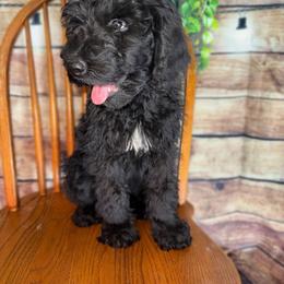 Louie - Black and white male Sheepadoodle puppy in Warsaw, Virginia from Mojave Premier Kennels