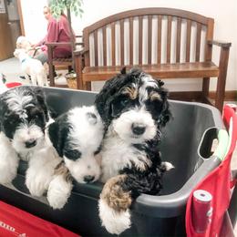 Bernedoodle and Goldendoodle Puppies from Candy Doodles