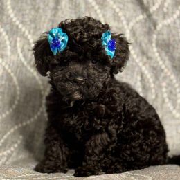 F1082025BC - Black & white female Maltipoo puppy in Bakersfield, California from Silvia's Maltipoos