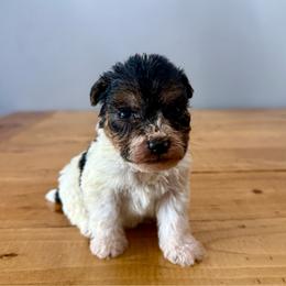 Rocky (Lime Green) - White and black male Wire Fox Terrier puppy in Knoxville, Tennessee from Wire Hairs of Knoxville