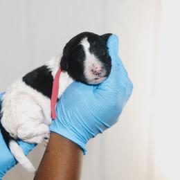 Bernedoodle Puppies from Crown Stephens Family Doodles