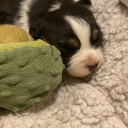 Australian Shepherd Puppies from Sublime Australian Shepherds
