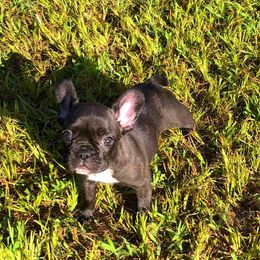 French Bulldogs from Dry Cottonwood Creek K9
