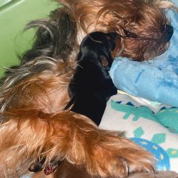 Boy 2 - Yorkshire Terrier puppy from Sandra's Yorkies