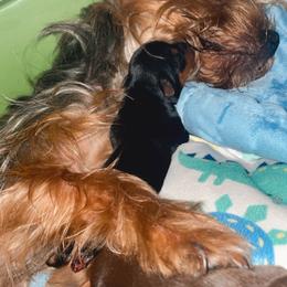 Boy 2 - Yorkshire Terrier puppy from Sandra's Yorkies