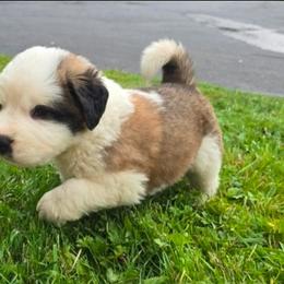 Griz - Red and white male Saint Bernard puppy in Castle Rock, Washington from PNW Saint Berdoodles