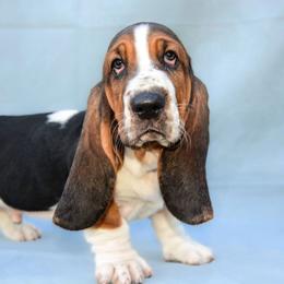 Banjo - Black brown and white male Basset Hound puppy in Eatonville, Washington from Kylee's Bassets