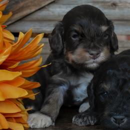 Female 1 of 3 - Phantom female Goldendoodle puppy in Macedon, New York from Toodles Goldendoodles