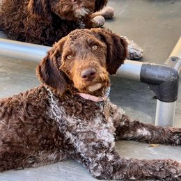 Lagotto Romagnolo Puppies from Anna’s Lagottos