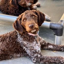 Lagotto Romagnolo Puppies from Anna’s Lagottos
