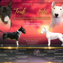 Miniature Bull Terrier puppies from Tonka Miniature Bull Terriers
