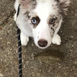 Border Collie and Maremma Sheepdog Puppies from 2J 2K Border Collies & Maremma Sheepdogs