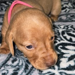 Dachshund Puppies from Neeley Family's Weenies