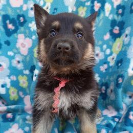 Pink Girl - Black and tan female German Shepherd puppy in La Pine, Oregon from Granville/Diamond Peak German Shepherds