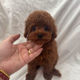 Stella(AKC) - Red  female Poodle puppy in Moreno Valley, California from Yanni's Poodle
