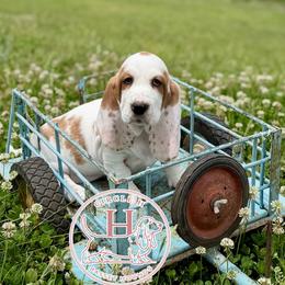 Confetti - Red and white female Basset Hound puppy in Konawa, Oklahoma from Circle H Basset Hounds