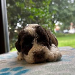 Chuckie - Parti male Miniature Schnauzer puppy in Clover, South Carolina from Bobo’s Babies Kennels