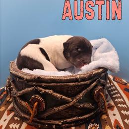 Austin - White black and tan female Rat Terrier puppy in Lynn, Alabama from Cryptic Rat Terriers