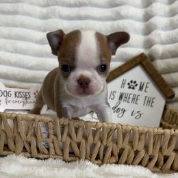 Adam - Seal and white male Boston Terrier puppy in Peru, Indiana from Angie's Little Bostons And Frenchies