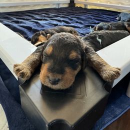 Airedale Terrier Puppies from Royal Aire Kennel