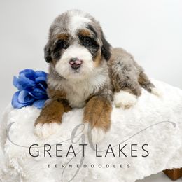 Gift - Blue merle male Bernedoodle puppy in Baroda, Michigan from Great Lakes Bernedoodles
