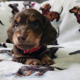 Dachshund Puppies from Poppy's Darling Dachshunds