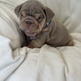 Boy 1 - Lilac tri-color male Bulldog puppy in Bonney Lake, Washington from Sitka spruce bulldogs