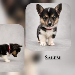 Salem - Black and tan male American Corgi puppy in Charleroi, Pennsylvania from Twilight Hollow Corgis