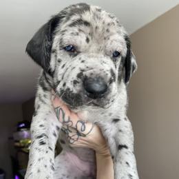 Great Dane Puppies from Ashli’s Great Danes