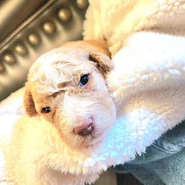 Boy 6 - Orange male Lagotto Romagnolo puppy in Lyman, Idaho from Regal Romagnolos