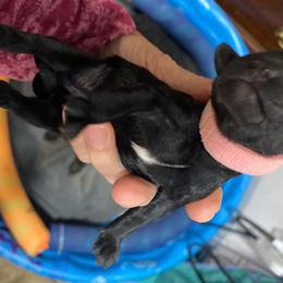 Georgia - Black female Schnoodle puppy in Temple, Texas from Schnauzers Of Taylor