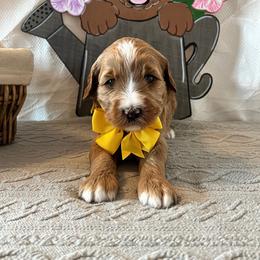 Sparkle - Yellow Collar Female - Red  female Goldendoodle puppy in Bradenton, Florida from Suncoast Goldendoodles