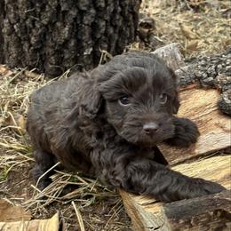 Patty - Brown and white female Aussiedoodle puppy in Oklahoma City, Oklahoma from Foneb Farm - The F1B Farm