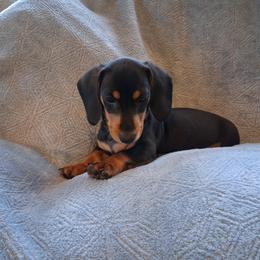 Dachshund Puppies from Dax Place
