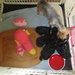 Yorkshire Terrier puppies from K.I.S.S.