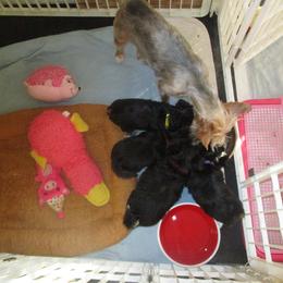 Yorkshire Terrier puppies from K.I.S.S.