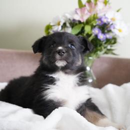 Penguin - Black tri-color female Australian Shepherd puppy in Kokomo, Indiana from North Central Aussies