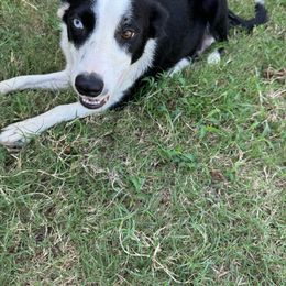 Lady - Border Collie