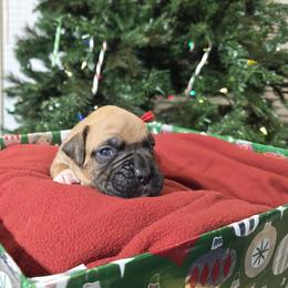 Mr Chili - Fawn male Boxer puppy in Prairieville, Louisiana from Puppy Patch