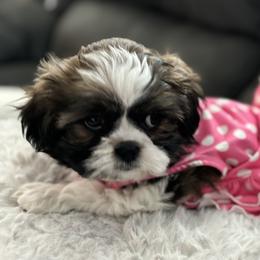 Shih Tzu All Grown Up from P and J Farms