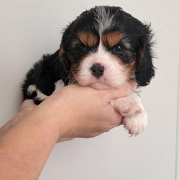 Polly - Tri-color female Cavalier King Charles Spaniel puppy in Seneca, Kansas from Palmer Cavaliers
