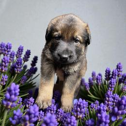 Leo - Sable male German Shepherd puppy in Oakland, Oregon from VHM German Shepherds