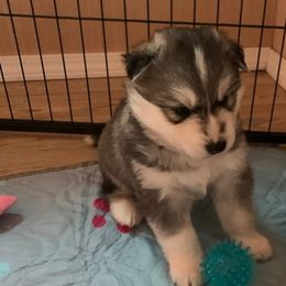 Siberian Husky Puppies from Canace Siberians