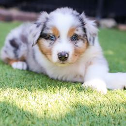 Sparkle - Blue merle female Australian Shepherd puppy in Lakewood, California from Cloud Nine Kennel