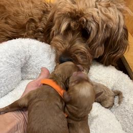 Orange collar boy - Red  male Goldendoodle puppy in Fairfield, California from Twin Sisters Doodles