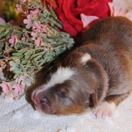 Australian Shepherd Puppies from Cooper Ridge Aussies