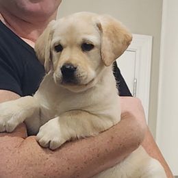 Bennet-boy 1 - Yellow male Labrador Retriever puppy in Silsbee, Texas from AZ Kennels LLC