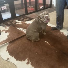 Kahlua - Lilac tri-color female Bulldog puppy in Berea, Kentucky from Bully Life Farms